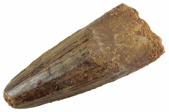 Fossil Spinosaurus Tooth - Feeding Worn Tooth #367974
